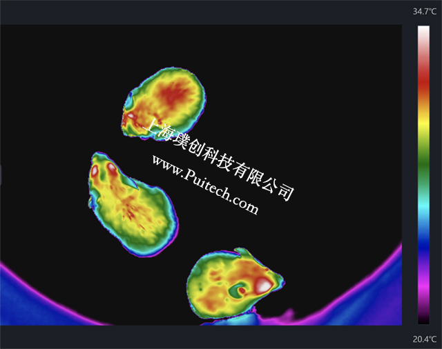 ?？滴⒂凹t外熱成像技術對實驗小鼠進行科研觀測